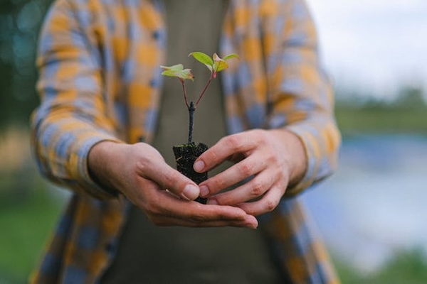 arbuste prêt à être planté